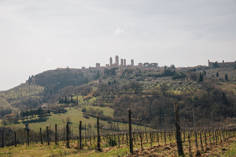 Florence: Expérience de Pise, Sienne, San Gimignano et ChiantiVisite privée avec guide, déjeuner, dégustation de vin et transferts