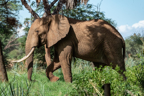 2 dagen 1 nacht Nyerere nationaal park Vlucht vanaf Zanzibar