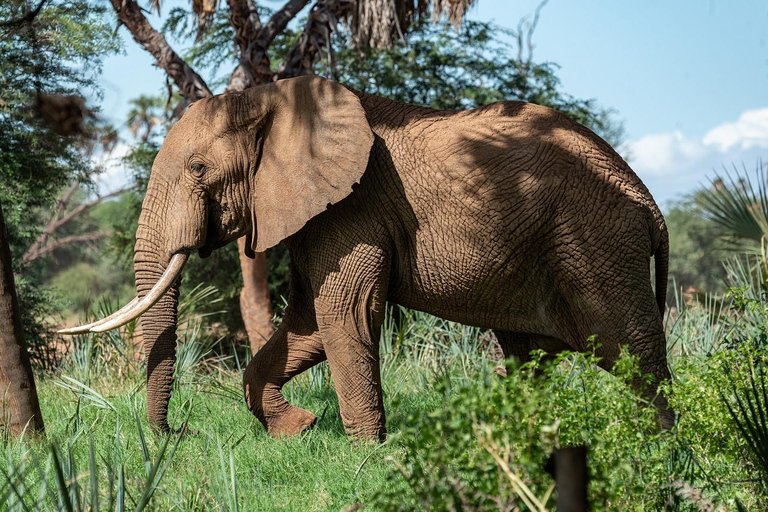 2 dagen 1 nacht Nyerere nationaal park Vlucht vanaf Zanzibar