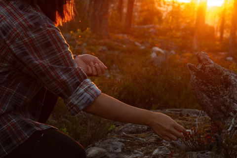 Rovaniemi: Arctic Wild Berry & Mushroom Foraging and Tasting