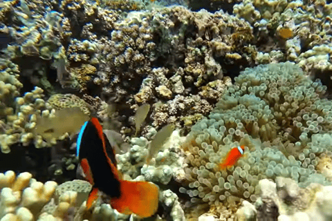 宿务：跳岛游佩斯卡多尔岛、沙丁鱼游和海龟天堂