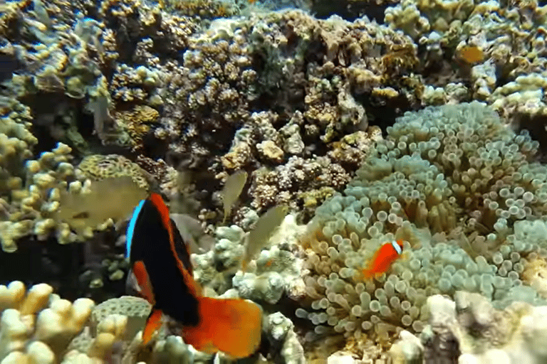 宿务：跳岛游佩斯卡多尔岛、沙丁鱼游和海龟天堂