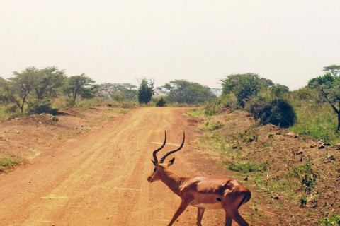 Safari por el Parque Nacional de Nairobi a primera hora de la mañana