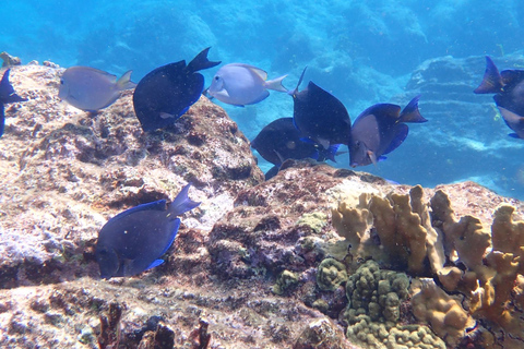 Escursione all inclusive negli isolotti del Grand Cul de Sac MarinEscursione all inclusive alle isolette del Grand Cul de Sac Marin