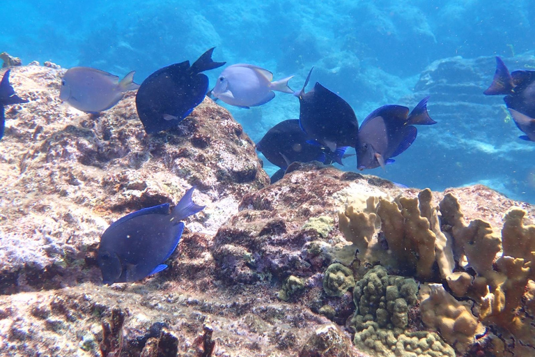 Escursione all inclusive negli isolotti del Grand Cul de Sac MarinEscursione all inclusive alle isolette del Grand Cul de Sac Marin