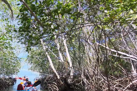 ZANZIBAR: Prison Island visit & Uzi Mangrove Kayak Tour PRIVATE TOUR INCLUDES HOTEL PICKUP AND DROP OFF
