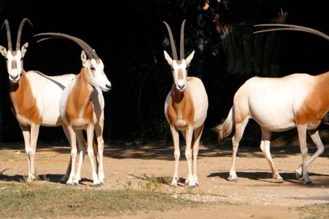 Agadir: Imoha Tours City Pass with 10+ Attractions 3-Day Pass