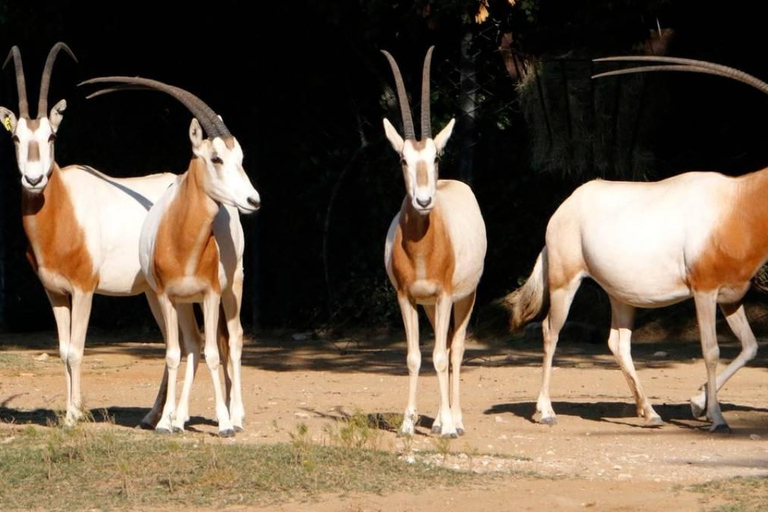 Agadir: Imoha Tours City Pass with 10+ Attractions 3-Day Pass