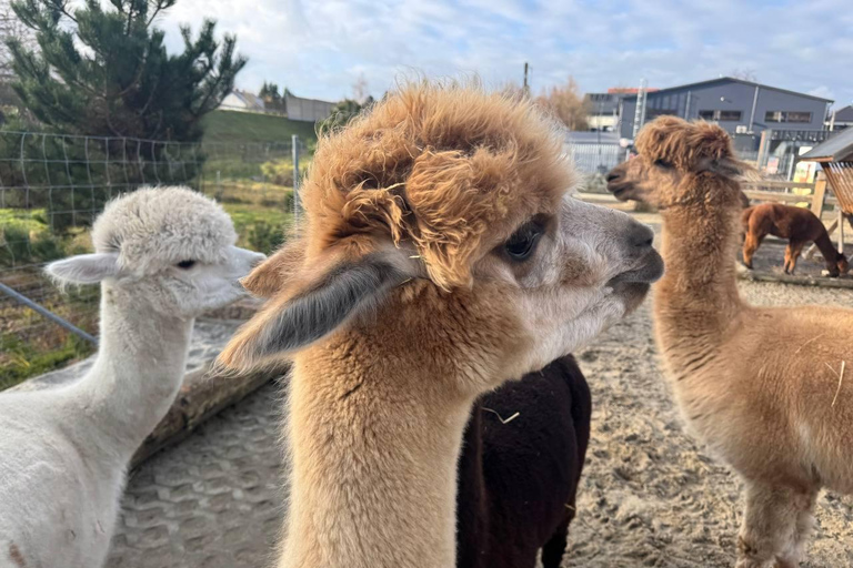 Krakow: Magical day with Alpacas, Castle & Sunset on Water