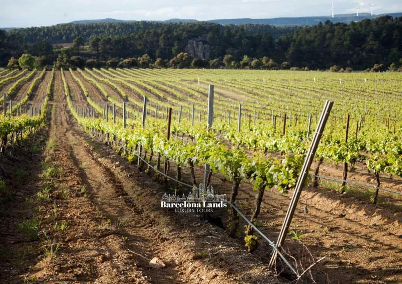 Barcelona: Tour de Lujo por el Priorat, Cata de Vinos y Almuerzo