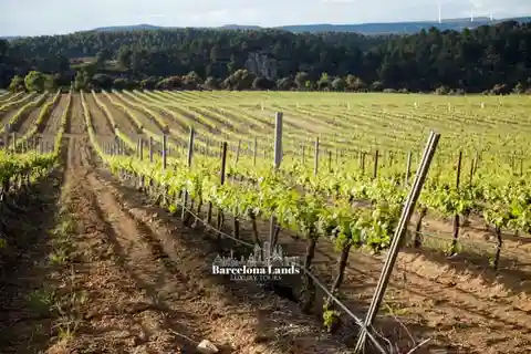 Barcelona: Tour Luxury for Priorat, Wine tasting & Lunch