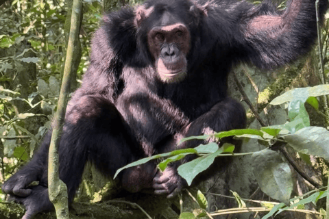 From Kigali: 3-Day Nyungwe Forest National Park Tour