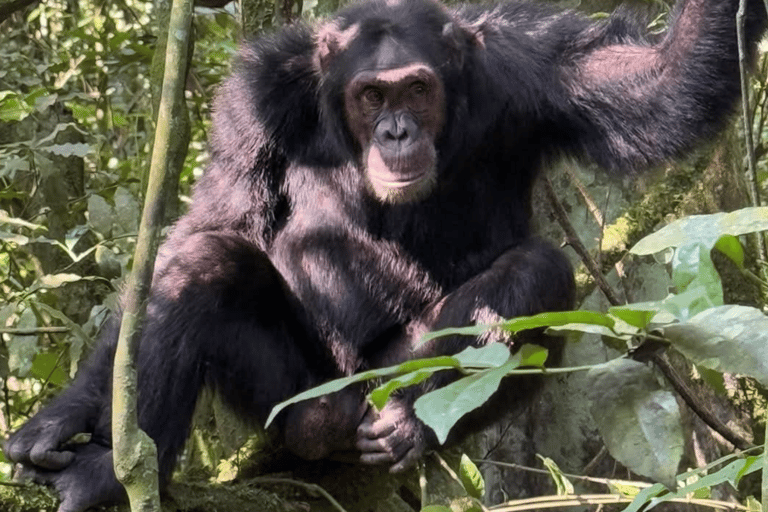 From Kigali: 3-Day Nyungwe Forest National Park Tour