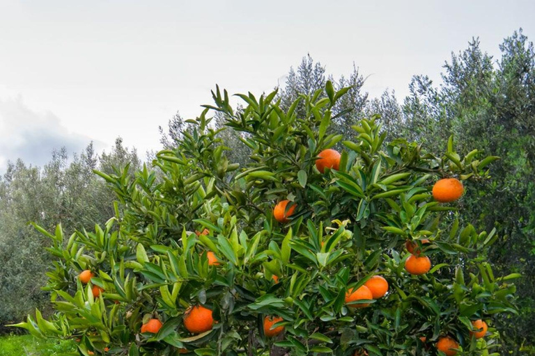 ZANZIBAR: Kamienne Miasto, farma przypraw i restauracja The RockWYCIECZKA PRYWATNA Z TRANSPORTEM