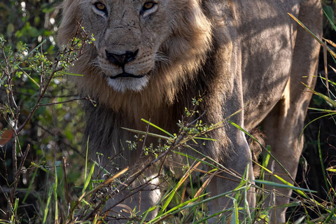 Viaggio di un giorno da Nairobi a Maasai Mara - AWNairobi: Escursione di un giorno nella Riserva Nazionale di Maasai Mara - Privato