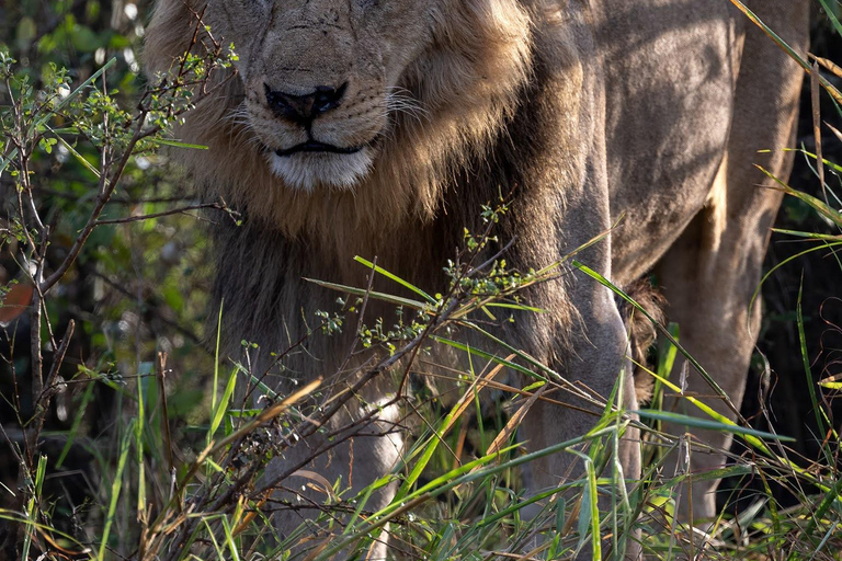 Viaggio di un giorno da Nairobi a Maasai Mara - AWNairobi: Escursione di un giorno nella Riserva Nazionale di Maasai Mara - Privato