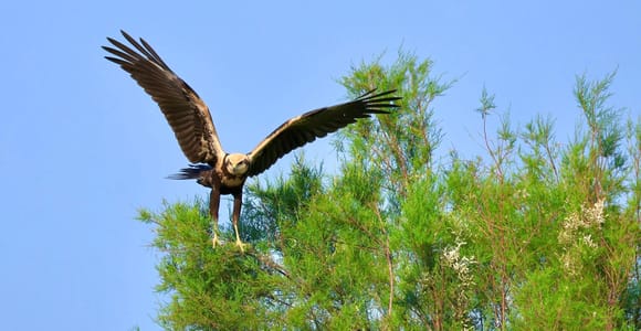 Tagus Estuary: EVOA Birdwatching Day Entry Ticket