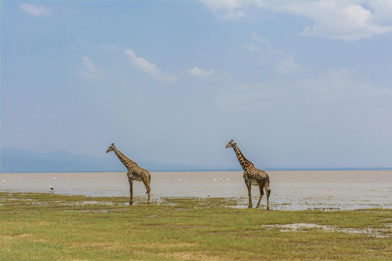Arusha: safari al Parco nazionale del lago Manyara con pranzoTour privato in Tanzania