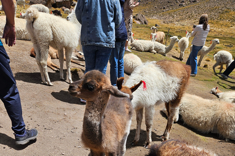 From Puno: Colca Canyon Expedition, Ending in Arequipa