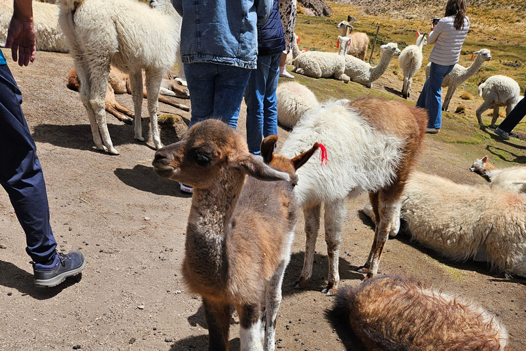 From Puno: Colca Canyon Expedition, Ending in Arequipa