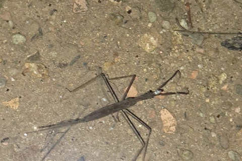 Papagayo: Tour a pie nocturno por la vida salvaje