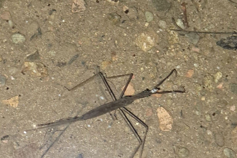 Papagayo : Visite nocturne à pied de la faune et de la flore