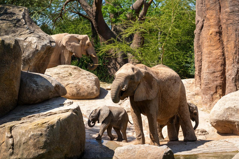 Valencia: Toegangsticket Bioparc Valencia