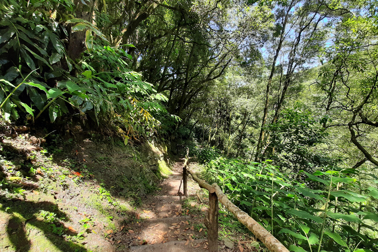 São Miguel: Moinho do Felix-Wanderung mit Besuch der Teefabrik