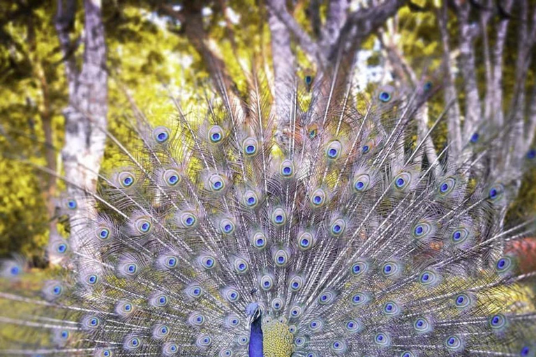 桑给巴尔：监狱岛、石头城和日落阿拉伯独桅帆船巡航在此选项中，从石头城接人