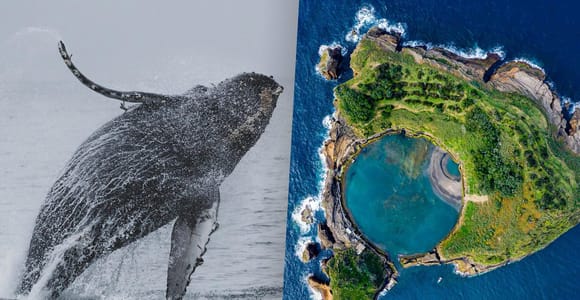 Whale and Dolphin Watching with Vila Franca Islet Visit