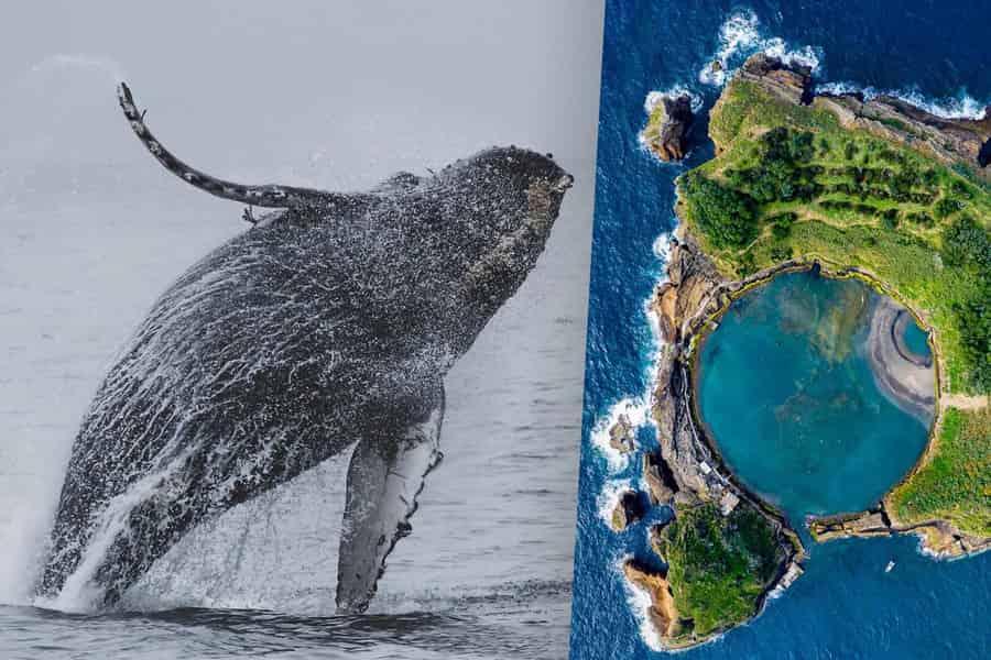 Wal- und Delfinbeobachtung mit Besuch der Insel Vila Franca. Foto: GetYourGuide Wal- und Delfinbeobachtung mit Besuch der Insel Vila Franca. Foto: GetYourGuide