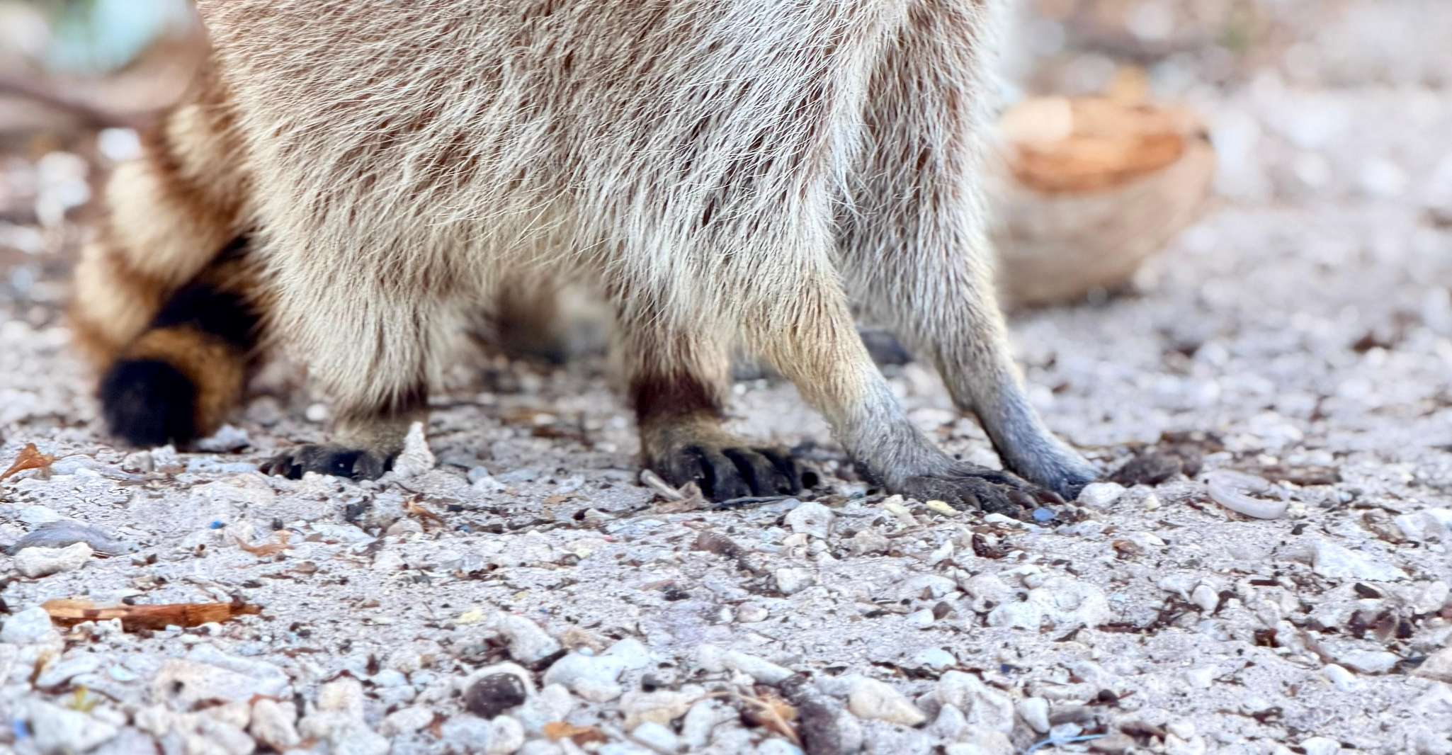 Raccoon Island Adventure: Wildlife, Island Walk & Floats photo 12