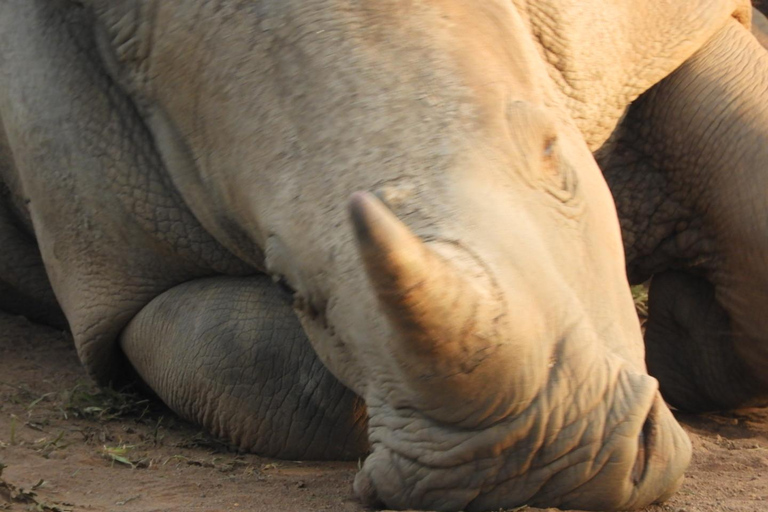 Private Nairobi National Park Drive in 4*4 landcruiser