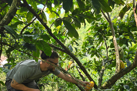 Medellin: Chocolate Farm Private Tour w/Workshop and Tasting