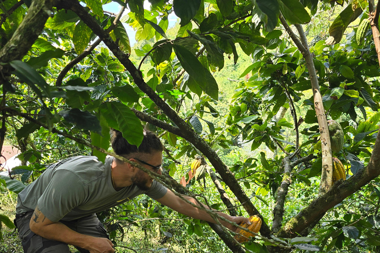 Medellin: Chocolate Farm Private Tour w/Workshop and Tasting