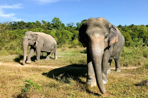 24-Day Cambodia Discovery: From Temple & Wildlife to Beaches