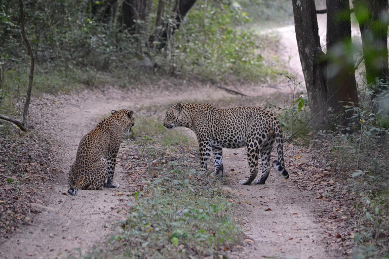 Sri Lanka: fauna e spiaggia