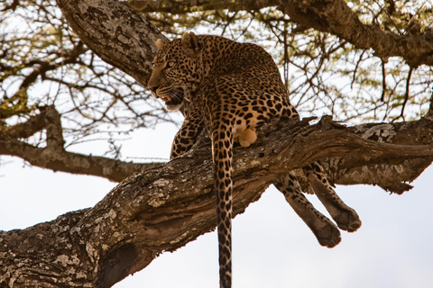 5-Day Mid-Range Lodge Safari