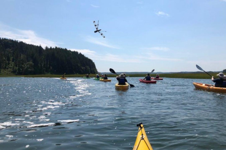 From Boston: Guided Kayak Adventure at the Crane Estate