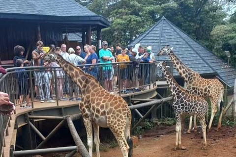 Nairobi: Giraffe Feeding & Photography Experience