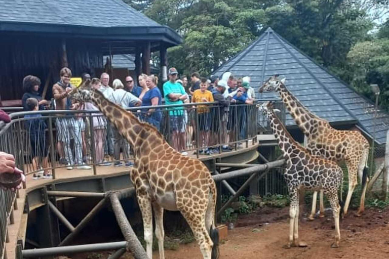 Nairobi: Giraffe Feeding & Photography Experience