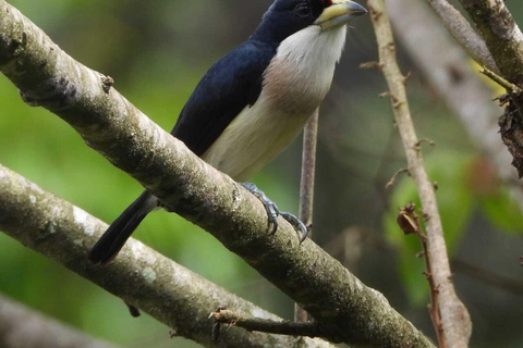 Observación de aves TODO incluido - Desde Medellín