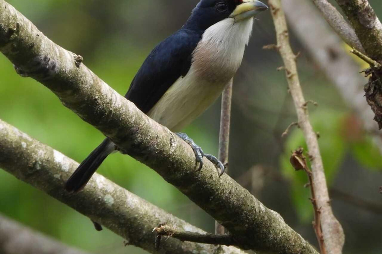 Observación de aves TODO incluido - Desde Medellín