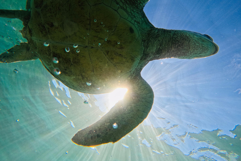 Mirissa, Sri Lanka: Guided Eco Turtle Snorkel & GoPro Videos