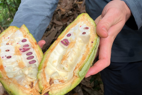 Minca: Fairtrade, coffee & cocoa, organic farm - ES/EN/DE Sunset tour
