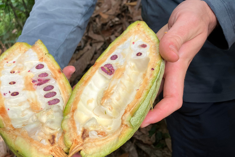 Minca: Fairtrade, coffee & cocoa, organic farm - ES/EN/DE Sunset tour