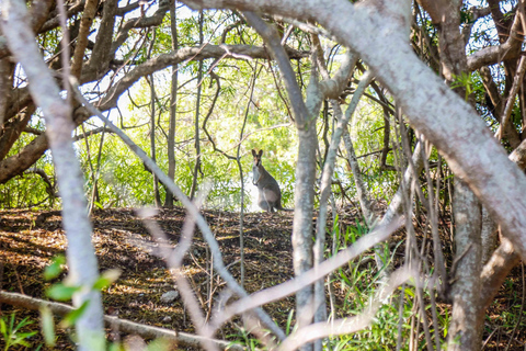 Best Of Moreton Bay Island Tour - Family Friendly Adventure