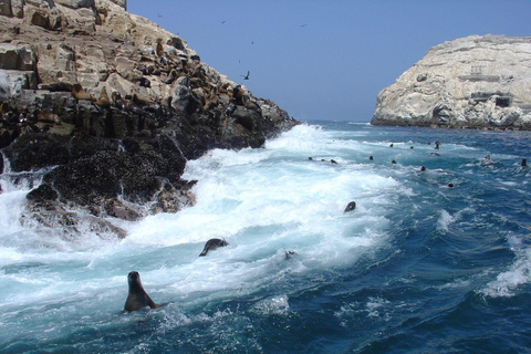 Excursion en bateau rapide sur les îles Palomino + Nage avec les lions de mer