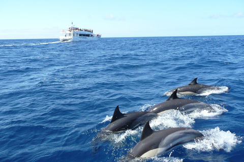 From Galle: Mirissa morning whale watching tour