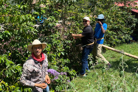 From Medellín: Jardín Coffee tour, optional Horseback Riding